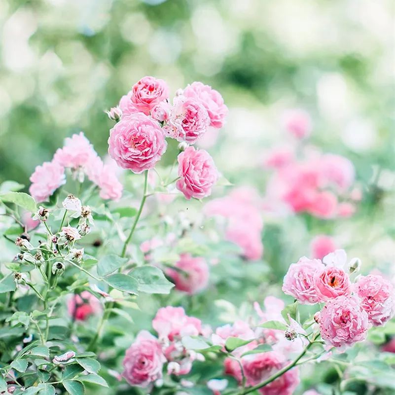 日系清新拍照参考,拍小清新日系照