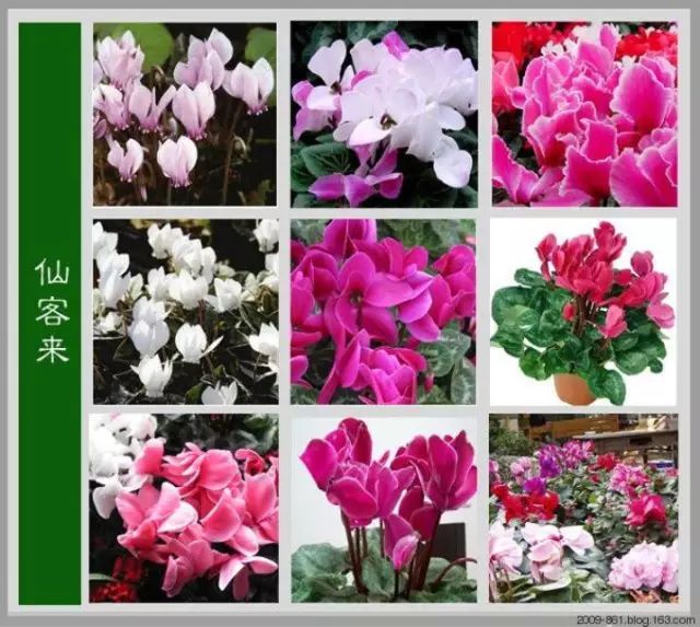 最全花品种,史上最简单的十种花