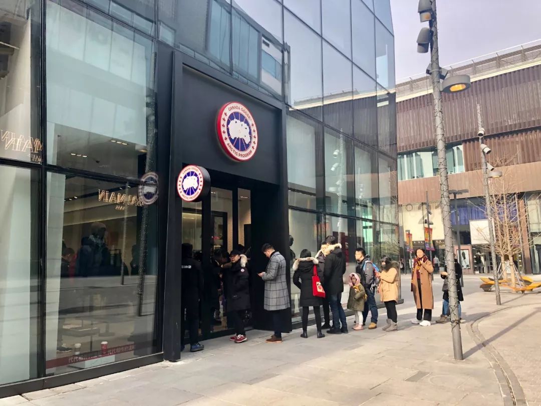 加拿大鹅遍布大街小巷,加拿大鹅北京街