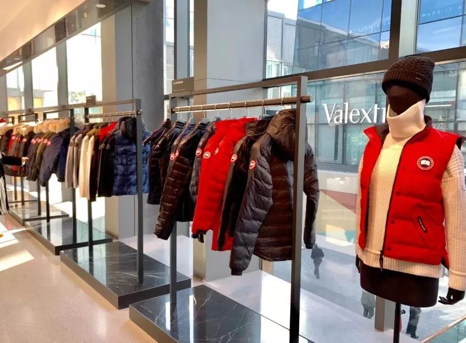 加拿大鹅遍布大街小巷,加拿大鹅北京街