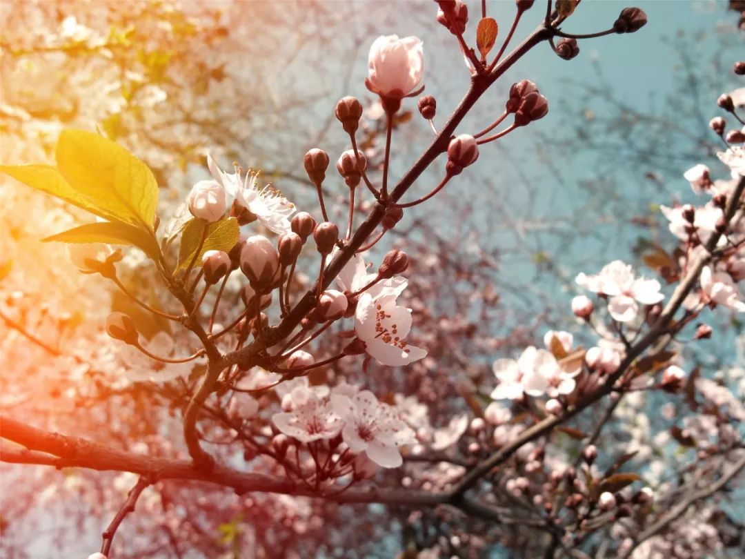 2月赏花好去处,油菜花4-5月旅游区域推荐