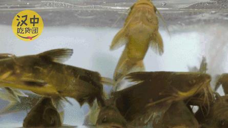 汉中南郑石锅鱼推荐,汉中石锅鱼哪家最好吃