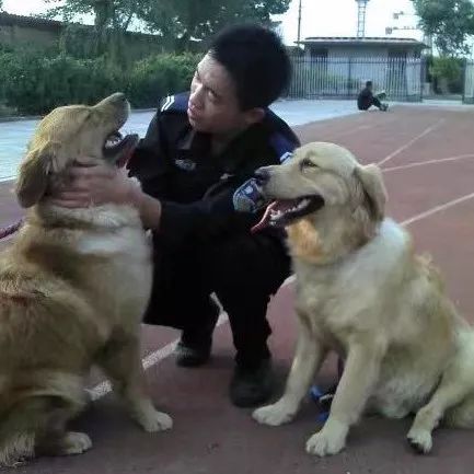 德州警犬训练视频,带大家认识警犬养成记