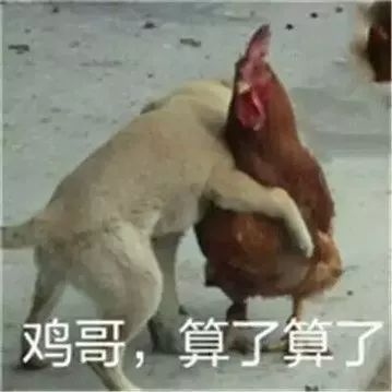 鸡头上装摄像头拍摄,鸡头摄像头拍摄视频