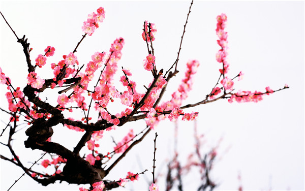 岁寒三友梅花诗词,岁寒三友诗句松竹梅