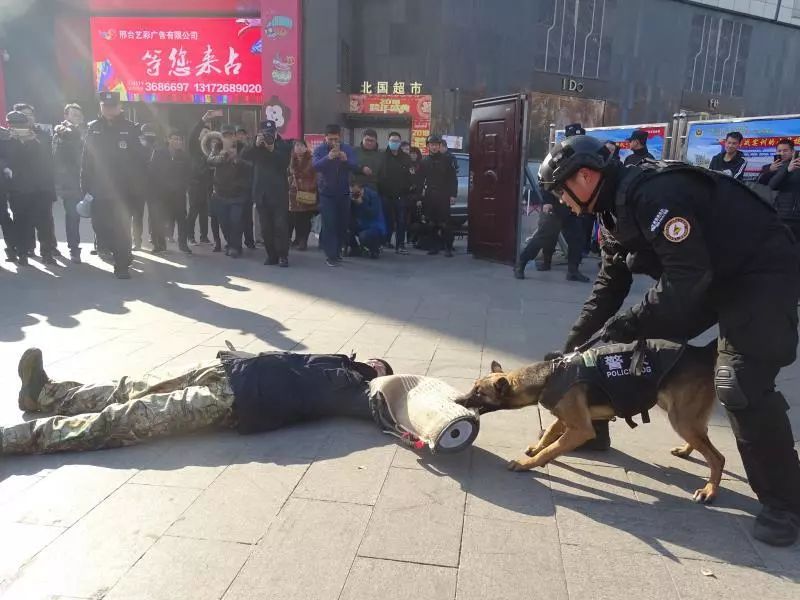 德州警犬训练视频,带大家认识警犬养成记
