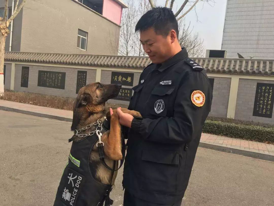 德州警犬训练视频,带大家认识警犬养成记