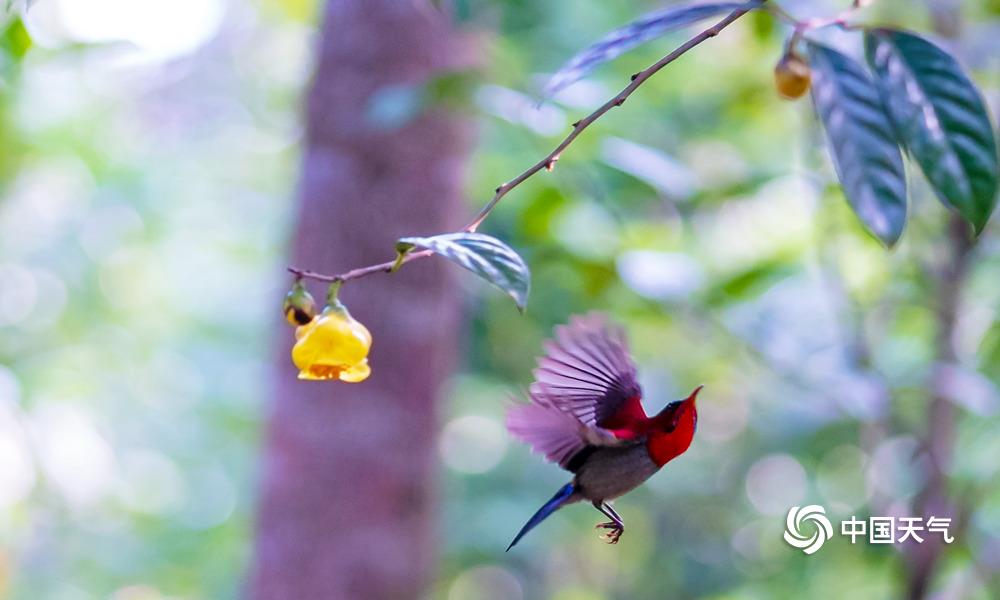 金花茶盛开,钦州茶花皇后金花茶