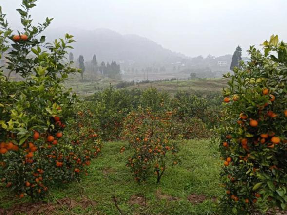 快手赚钱的途径有哪些,快手上的赚钱方法可靠吗