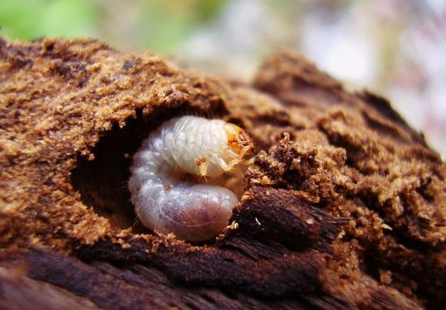 8种农药防治蔬菜害虫的药效试验,蔬菜害虫最佳防治方法