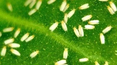 8种农药防治蔬菜害虫的药效试验,蔬菜害虫最佳防治方法