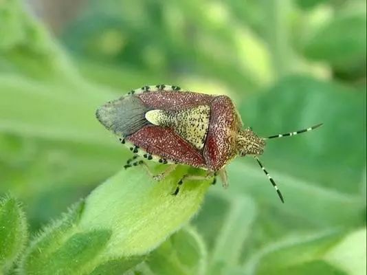 农作物害虫大全及防治,蔬菜害虫图片大全集