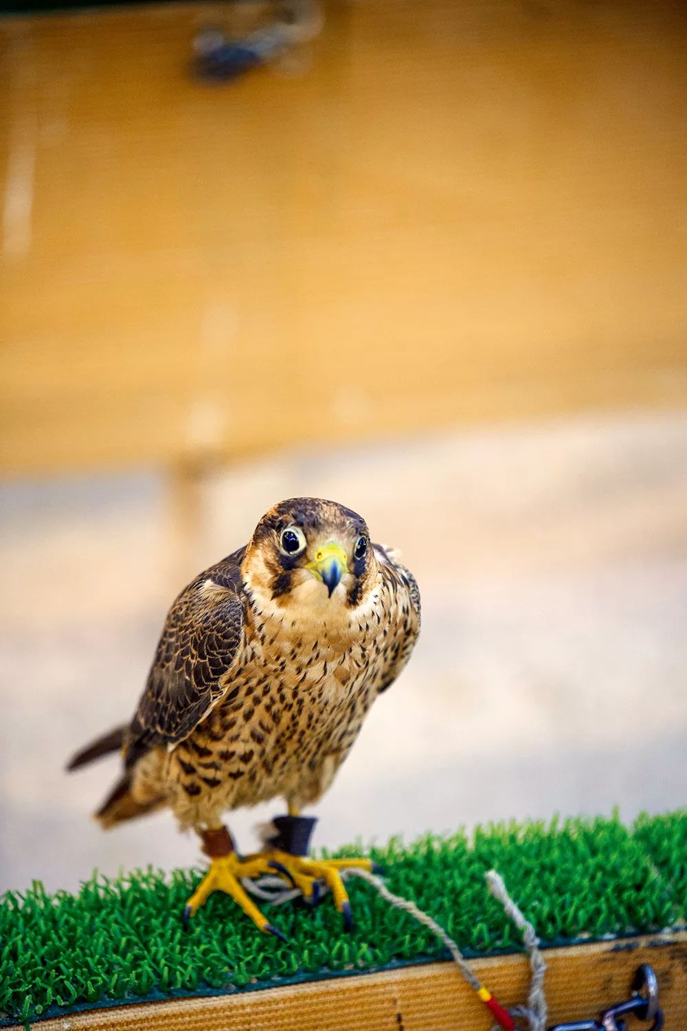 卡塔尔体验洗脸,卡塔尔一日生活