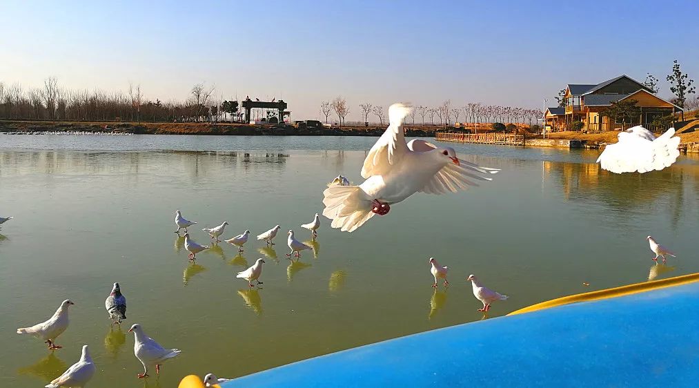 福乐枣庄贺年会｜古城祥和庄园“年味”十足！