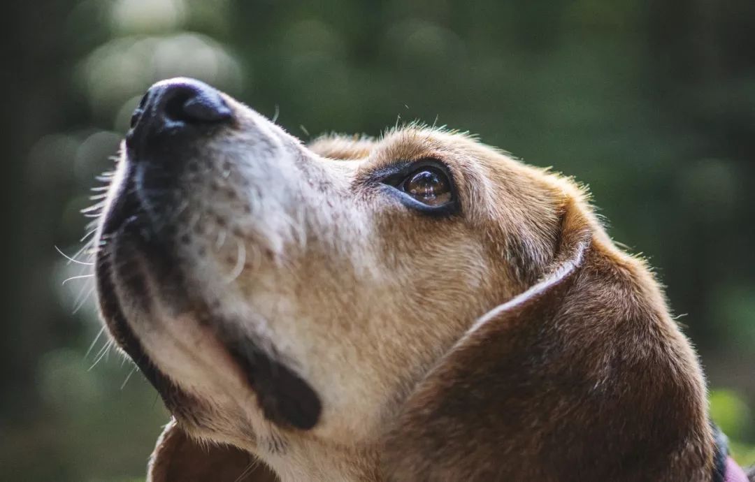 干眼症能导致失明吗,狗眼睛干眼症怎么治