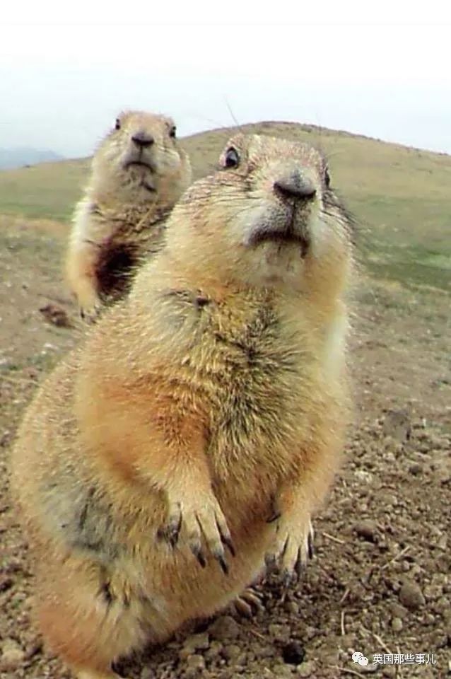 野生大熊猫凶残的一面蜜袋鼯,蜜袋鼯和龙猫哪个寿命比较长