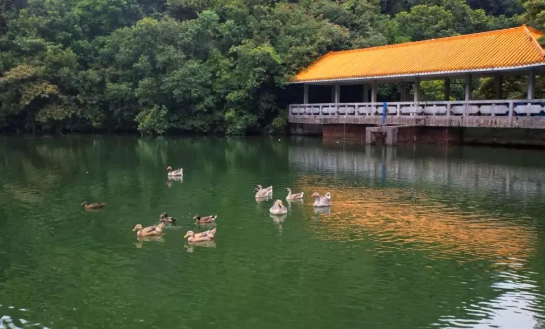 来吧!侧田、黄凯芹邀你到鼎湖一起过大年!
