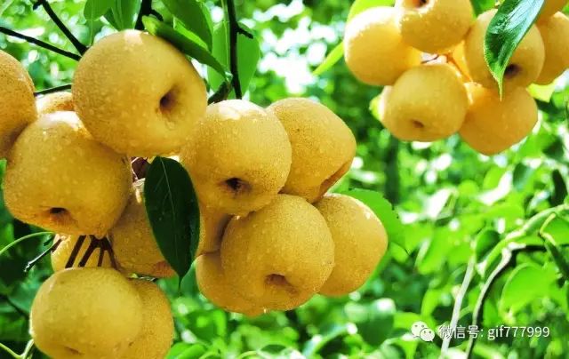 低gi水果的好处,低gi值水果