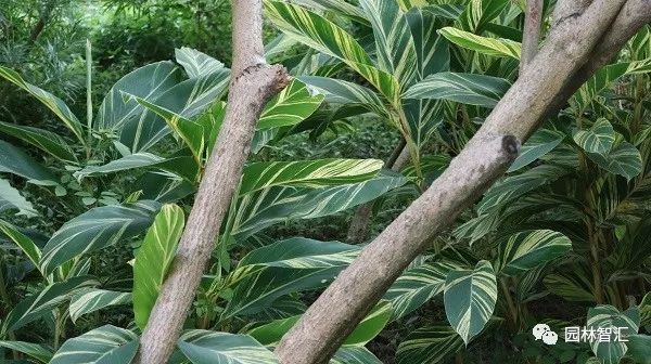 合家欢乐｜*欢合**、珍珠金*欢合**、香水*欢合**