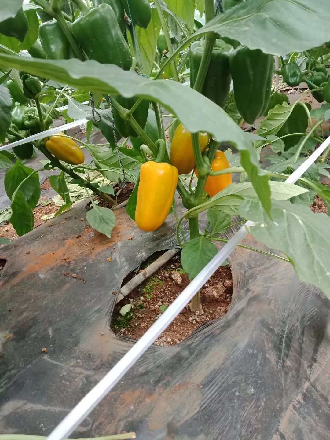 「招聘」2月12日横县大型招聘会，100家单位提供7689个岗位，优秀的你千万不要错过！