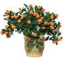 广州年花年桔收集地点,年桔年花废物利用