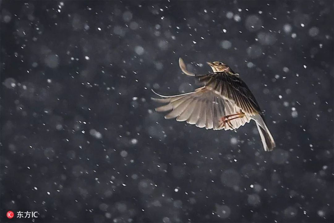 钟振彬:在俄罗斯,我真的拼了命|东方IC摄影师自选辑