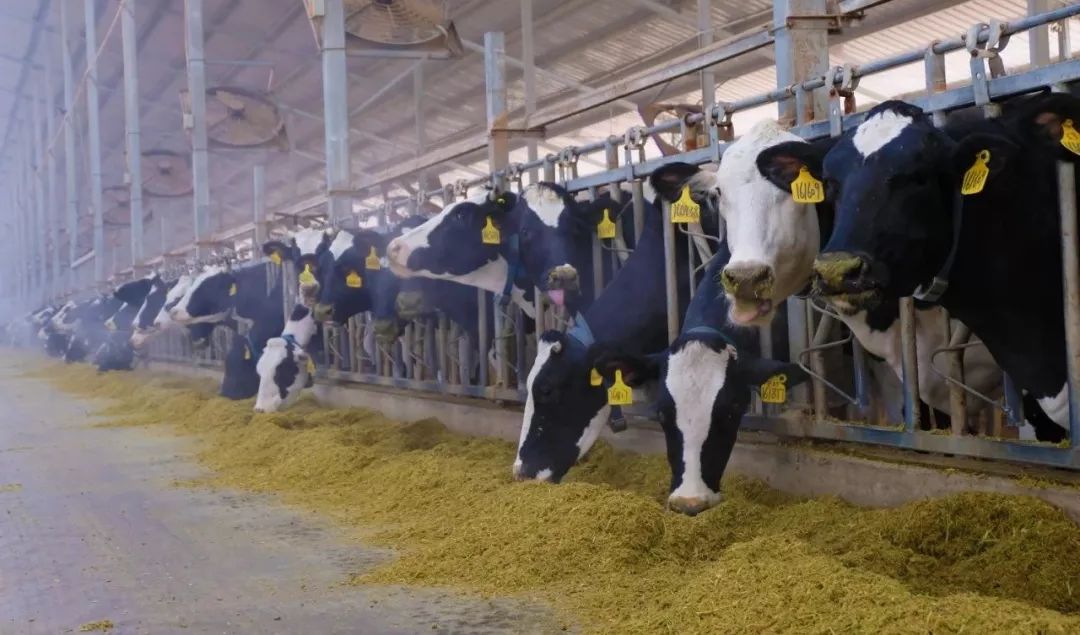 牛奶怎么选老爸测评,牛奶怎么选儿童