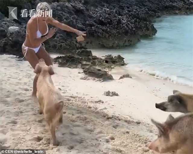 女模特海边出镜引猪群注意一口咬伤臀部
