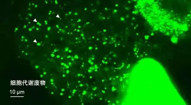 老公嫌老婆丑我们有小三怎么办,老公嫌我丑找小三