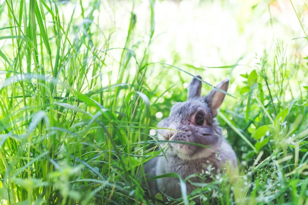 兔子游乐场兔子小屋,兔子的玩具推荐