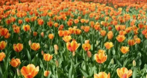 春风十里,不如这8条专享优惠!约惠“女神节”,开启宠爱之旅!