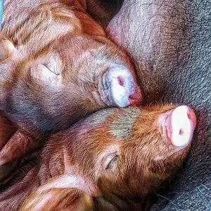 猪年说猪,猪年说猪精神话