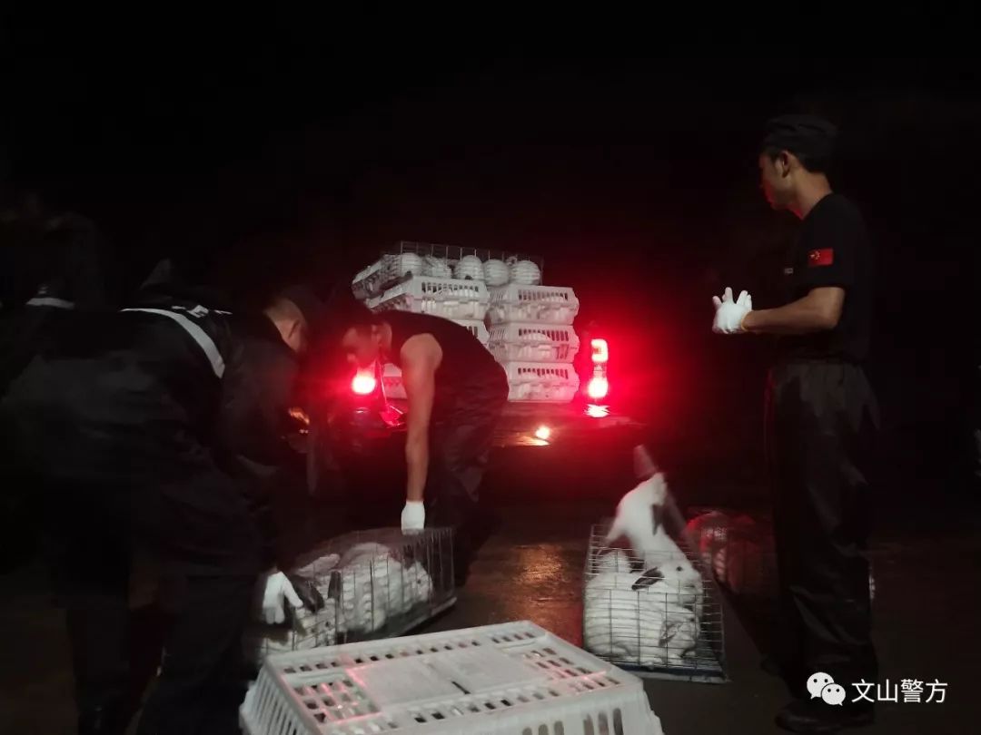 「基层一线」暴雨来袭民警紧急转移4000只兔子为群众挽回经济损失近百万元