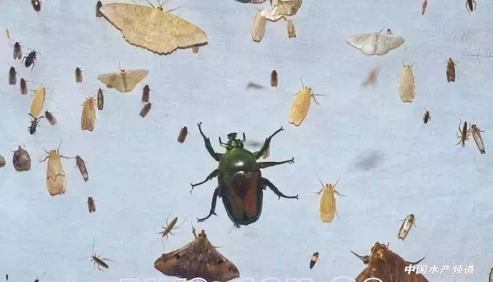 用灯光养树可以吗,用灯光可以养植物吗