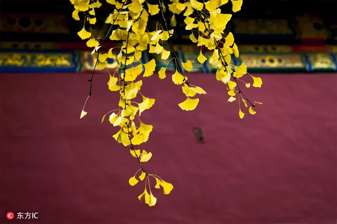 你想看的故宫，这里都有｜东方IC
