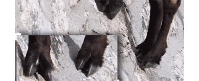 作为内蒙人,山羊这么牛的生物,竟然不了解?