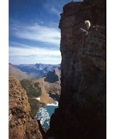 作为内蒙人,山羊这么牛的生物,竟然不了解?