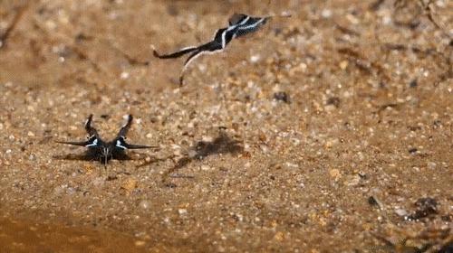 你见过企鹅破壳的瞬间吗,你见过企鹅下蛋吗