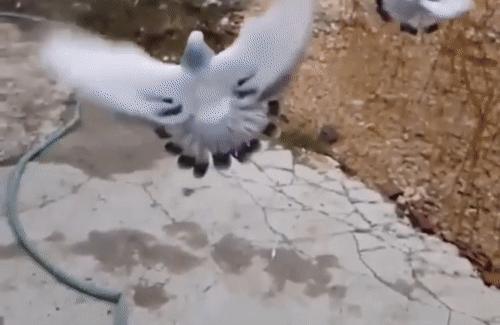 你见过企鹅破壳的瞬间吗,你见过企鹅下蛋吗