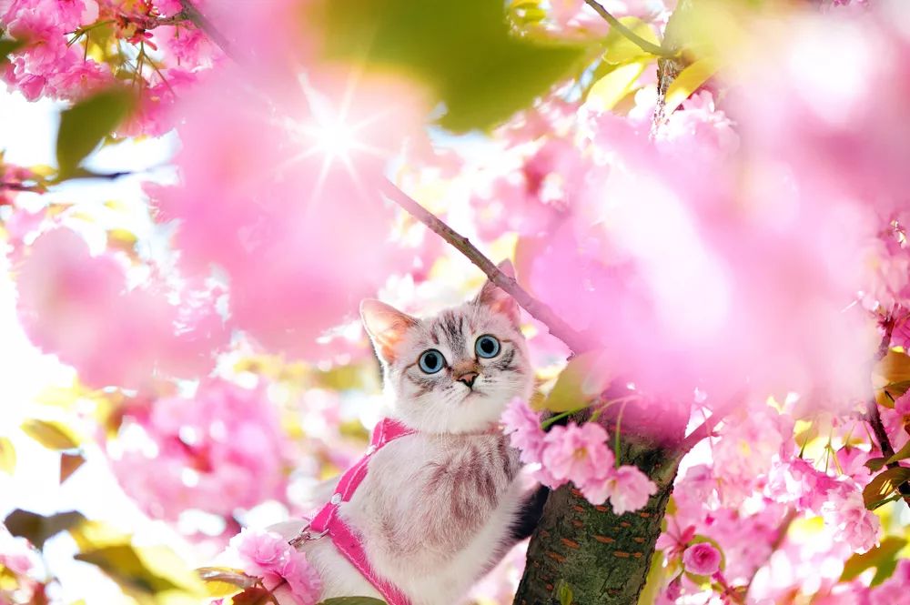 少女猫爪水杯,星巴克樱花猫爪杯