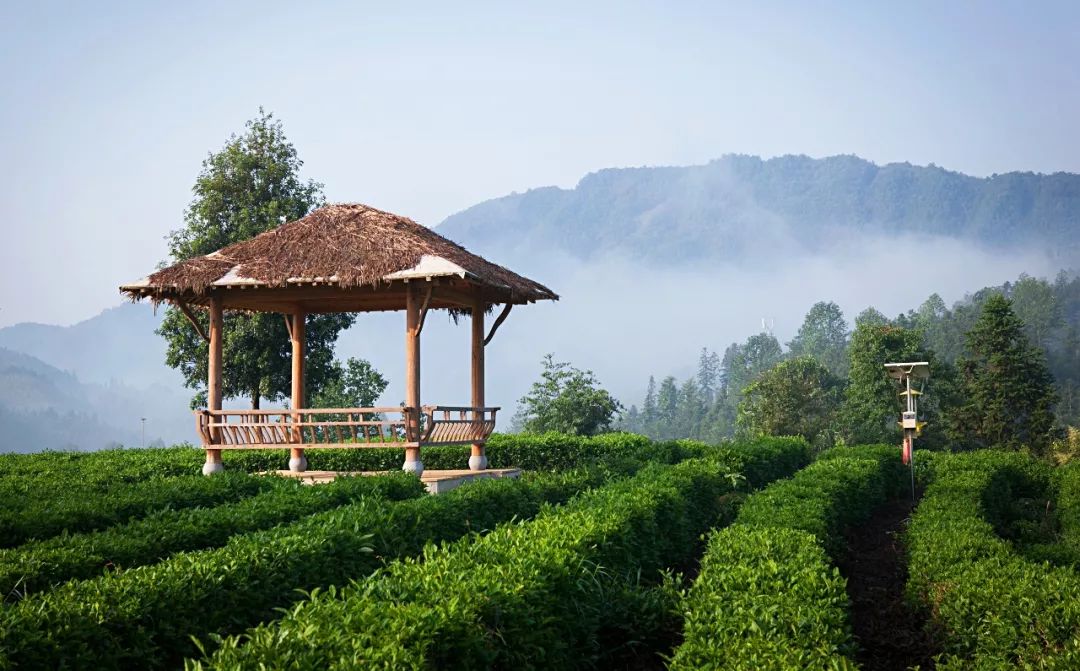 祁门红茶属于什么档次,祁门香