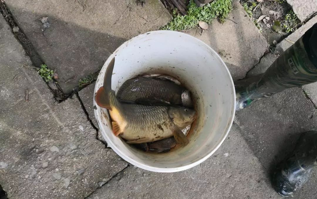 打击非法捕捞整治违规垂钓,严厉打击非法捕捞的重要性