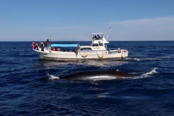 日本东京动物园一日游攻略,日本最值得去的小动物