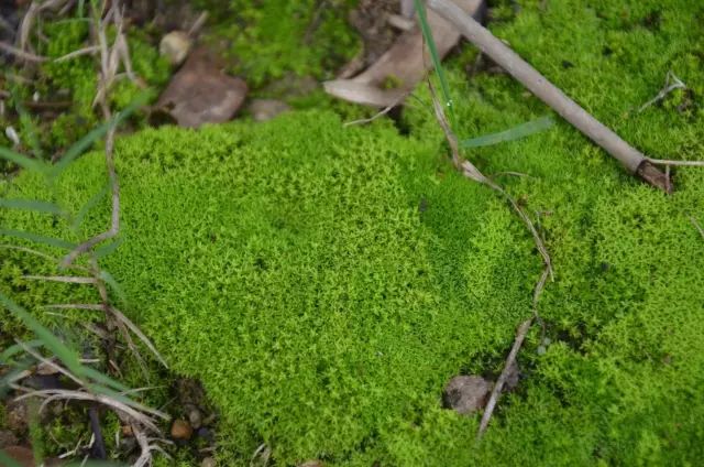 机构上百元的自然课程~春日踏青最常见的，孩子想知道的都在这里！大自然拓荒者小矮人~