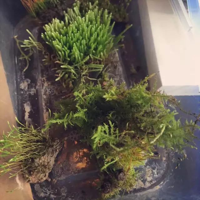 机构上百元的自然课程~春日踏青最常见的，孩子想知道的都在这里！大自然拓荒者小矮人~