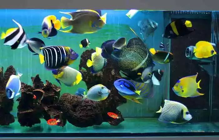 起起伏伏教程,海缸珊瑚的饲养