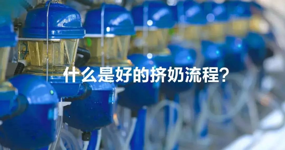 挤奶曲线解读（上）：到底什么是好的挤奶流程，挤奶曲线说了算