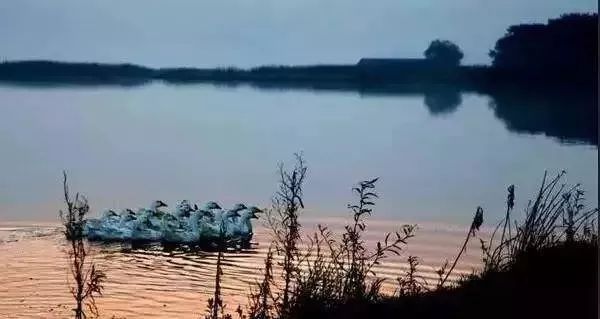 武汉六大湿地公园,百湖之市武汉