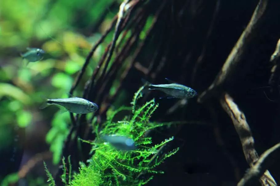 ada2021造景大赛第一名高清图,22年ada造景大赛