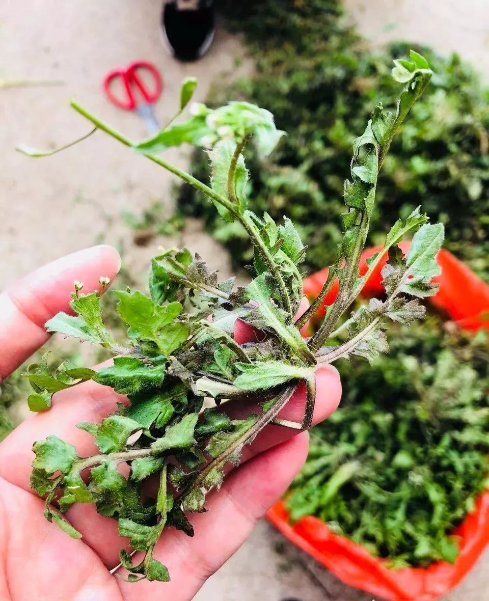 这是一份来自三明的“春天使用说明书”，请仔细阅读！